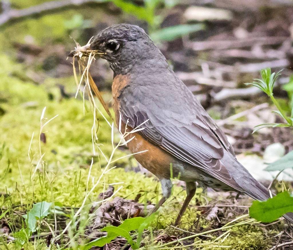 female american robin by DonaldinPortlandia is licensed under CC BY-NC-SA 2.0